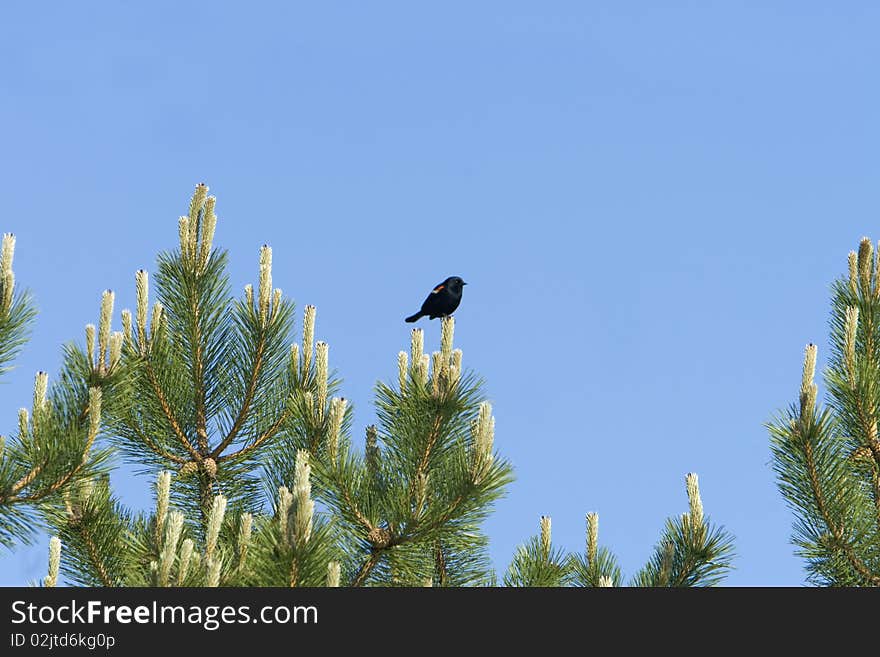 A lone Red Winged Blackbird perched in a Red Pine Tree. A lone Red Winged Blackbird perched in a Red Pine Tree.