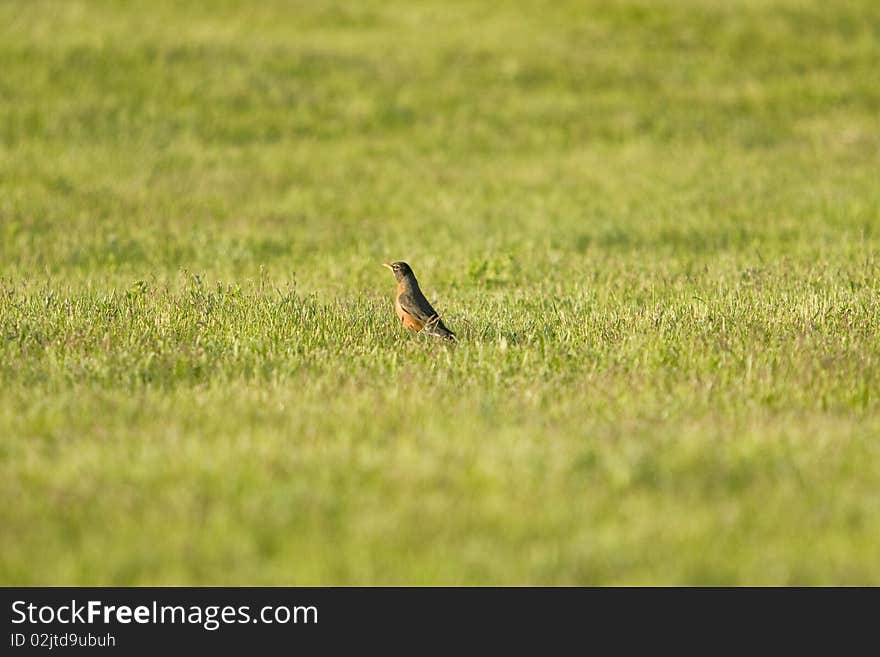 Robin In Field