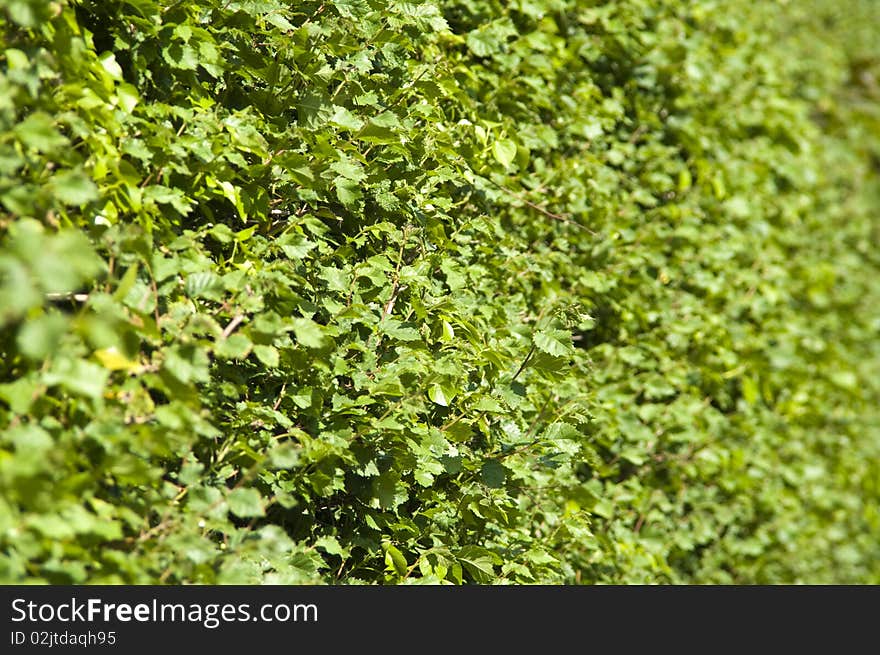 Green Hedge