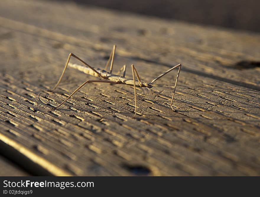 Arizona Walking Stick