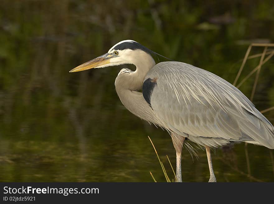 Side view of a great blue heron as it stands in a shallow pond. Horizontal shot. Side view of a great blue heron as it stands in a shallow pond. Horizontal shot.