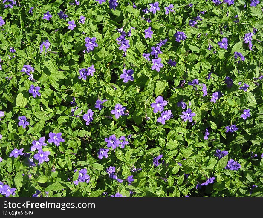 Violet Flowers