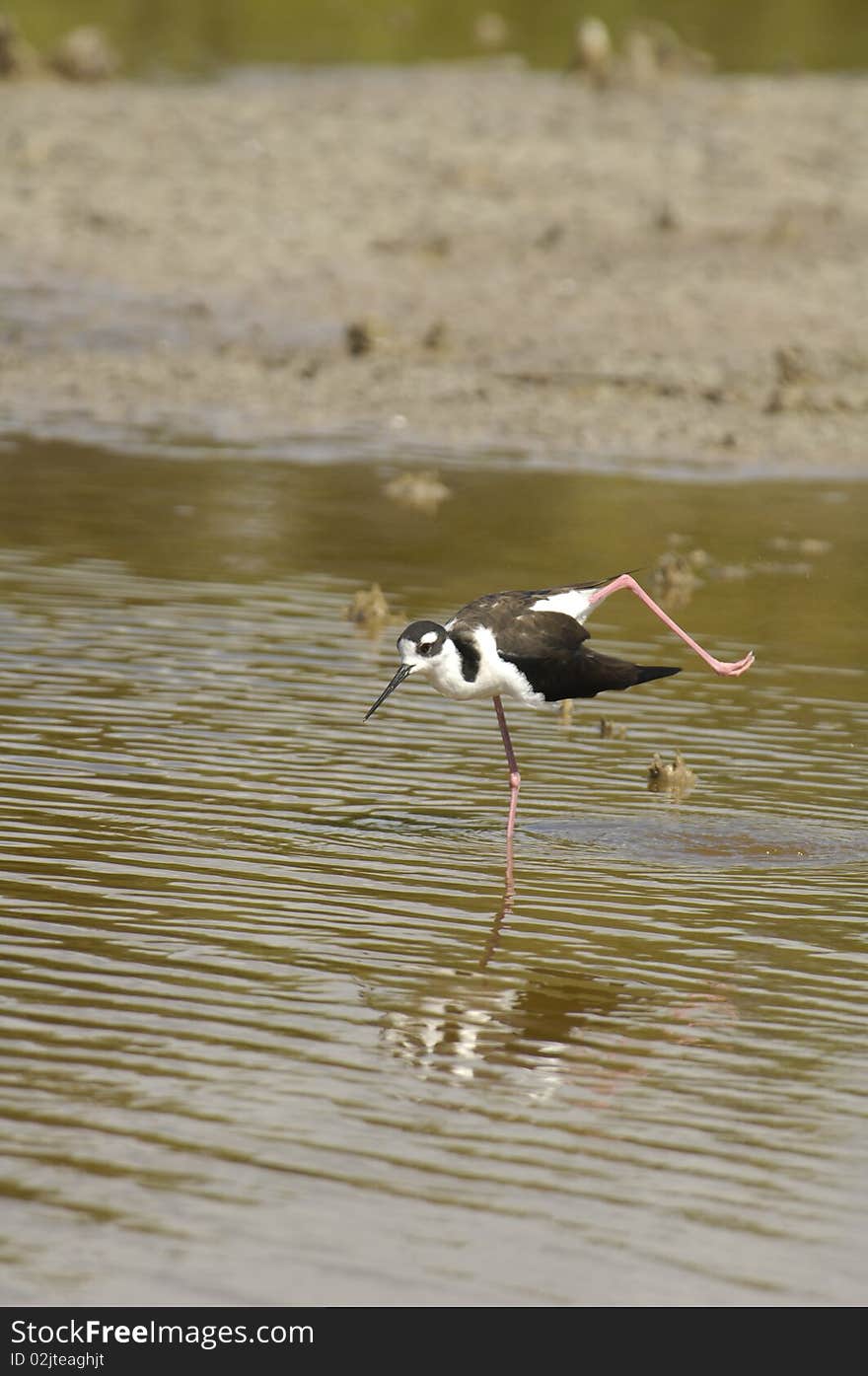 Black Necked Stilt In Water