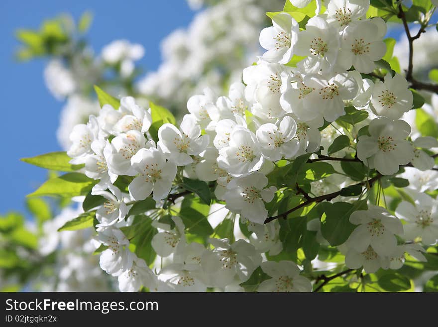 Cherry blossom close-up. Shallow depth of field. Cherry blossom close-up. Shallow depth of field.