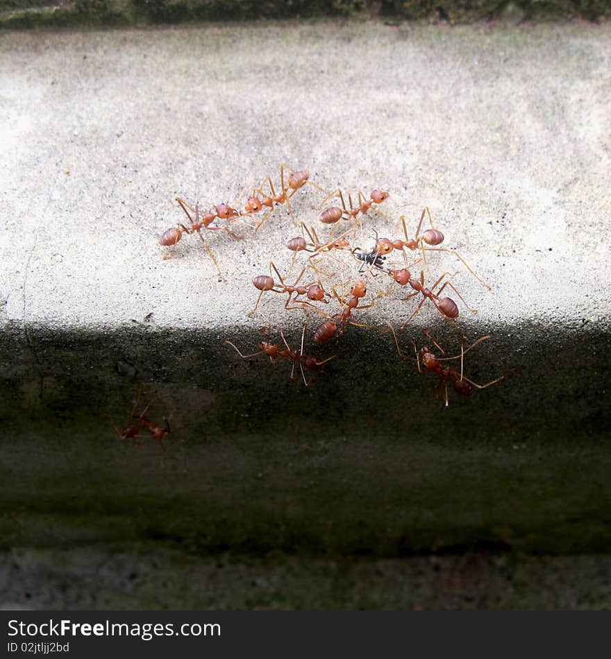 Red ants and dead spider