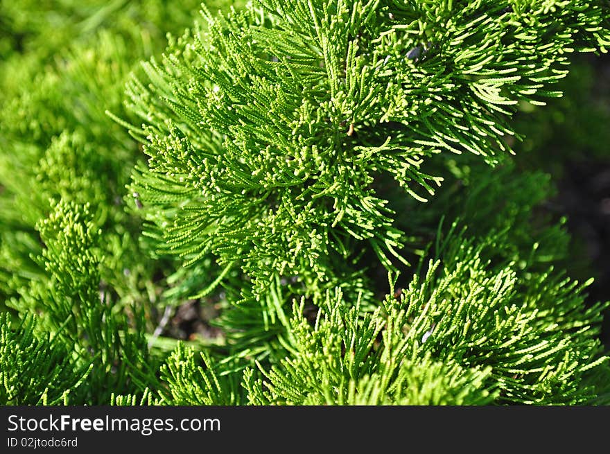 Green fern in the gardens. Green fern in the gardens