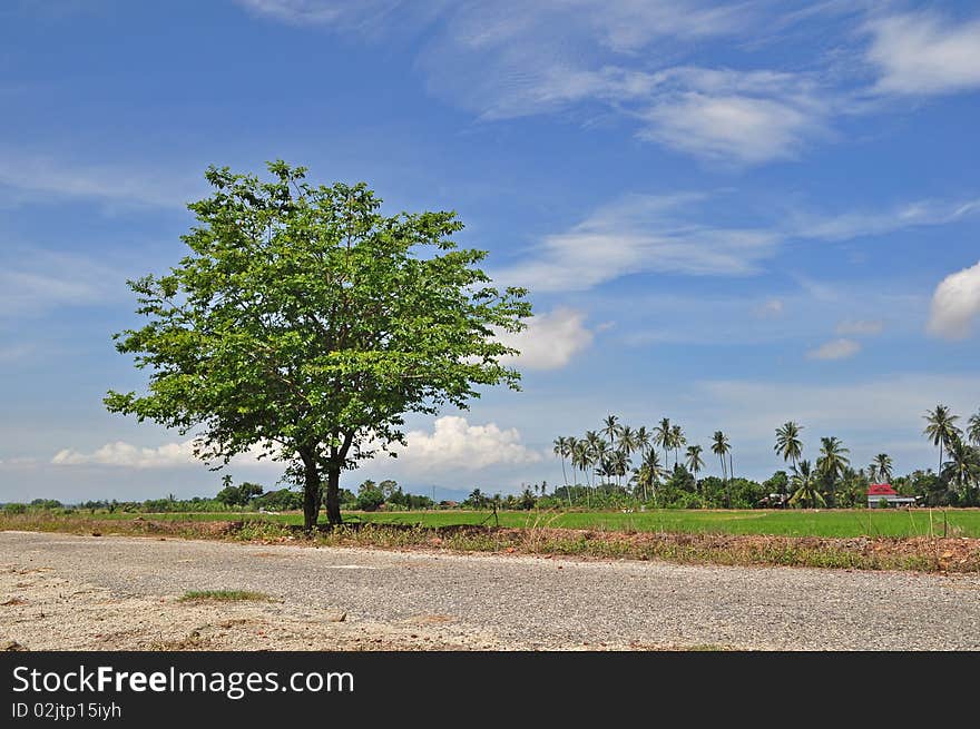 Lonely tree