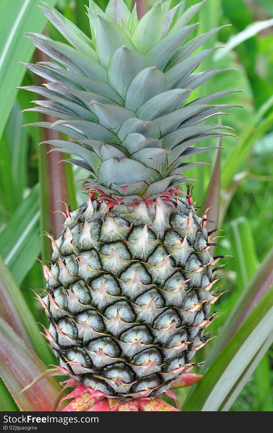 Pineapple