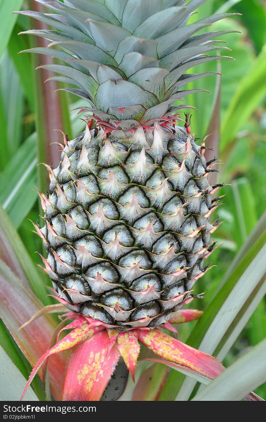 Pineapple