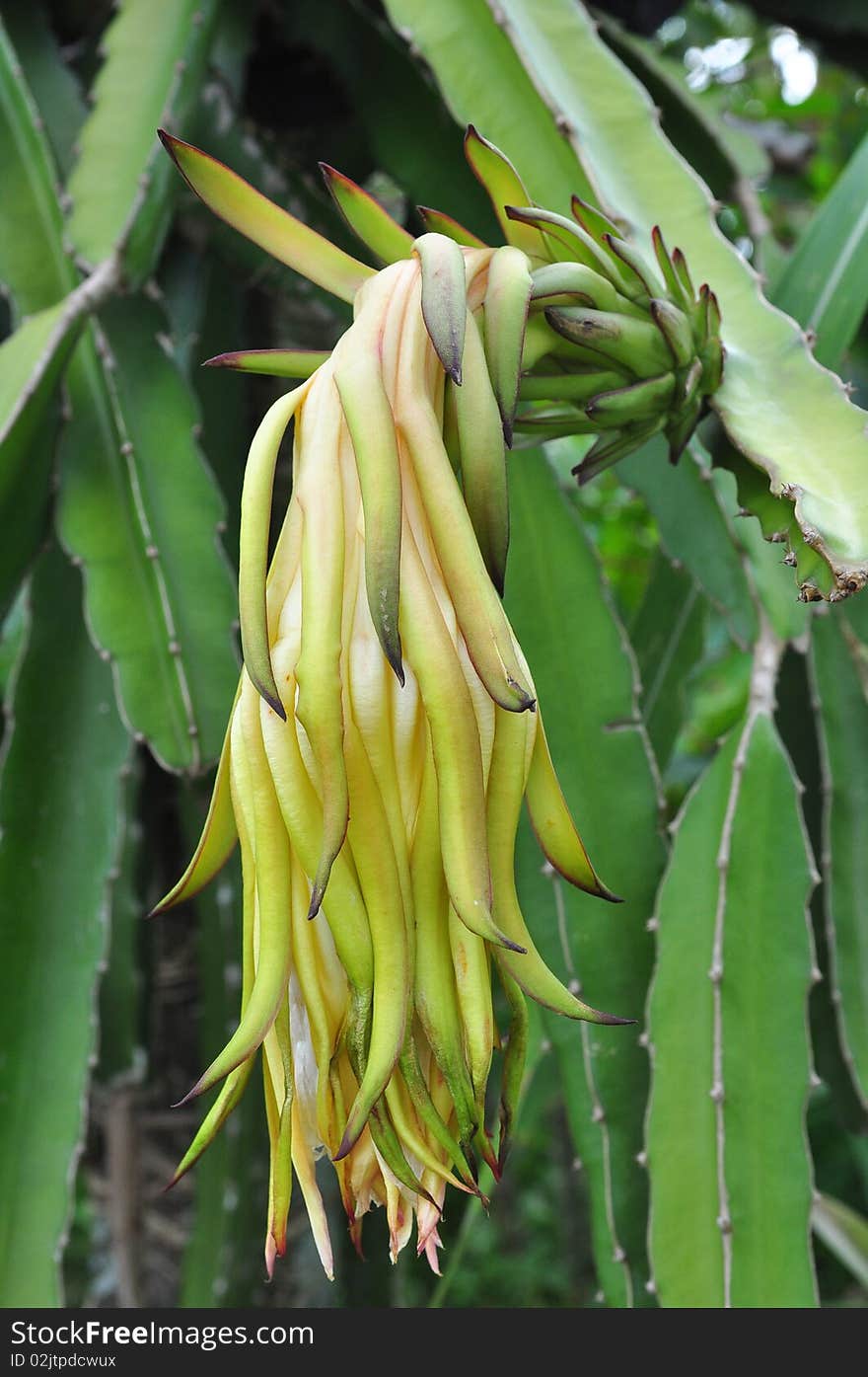 Dragon fruit flowers