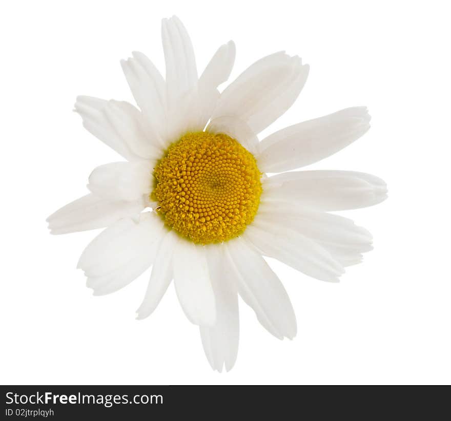 Camomiles on a white background