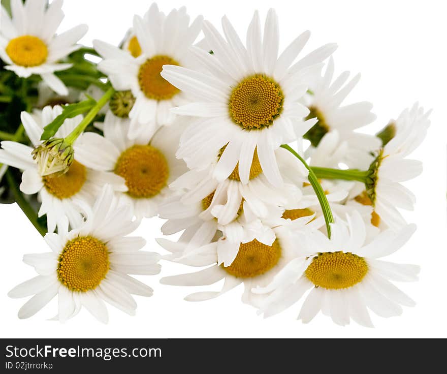 Camomiles on a white background