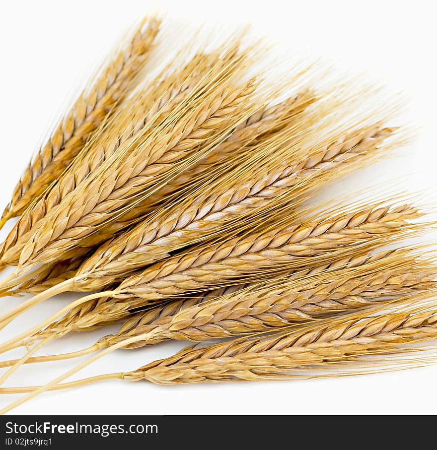 Wheat �ars isolated on a white background. Wheat �ars isolated on a white background