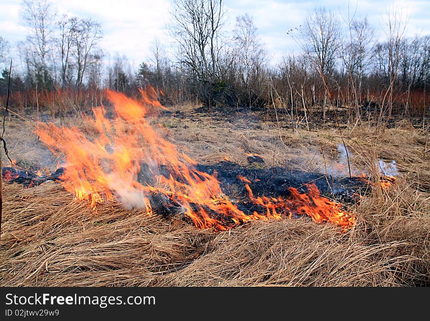 Red fire in dry herb. Red fire in dry herb