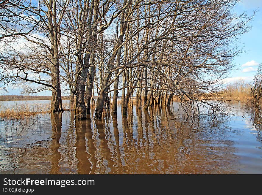 Spring flood in oak wood