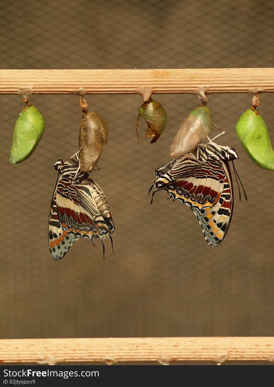 Two young butterflies with pupas. Two young butterflies with pupas