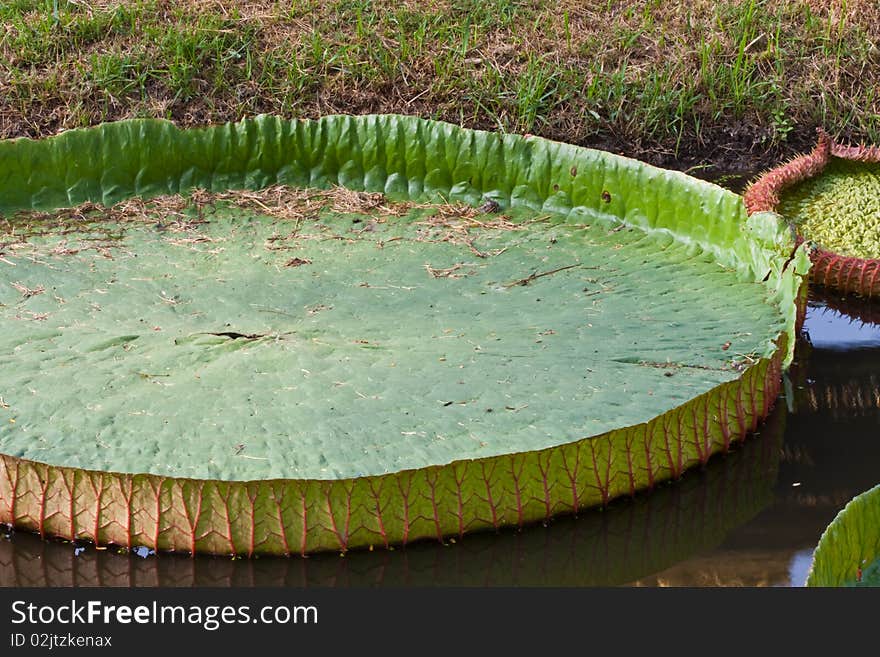 Lotus Leaf on water image