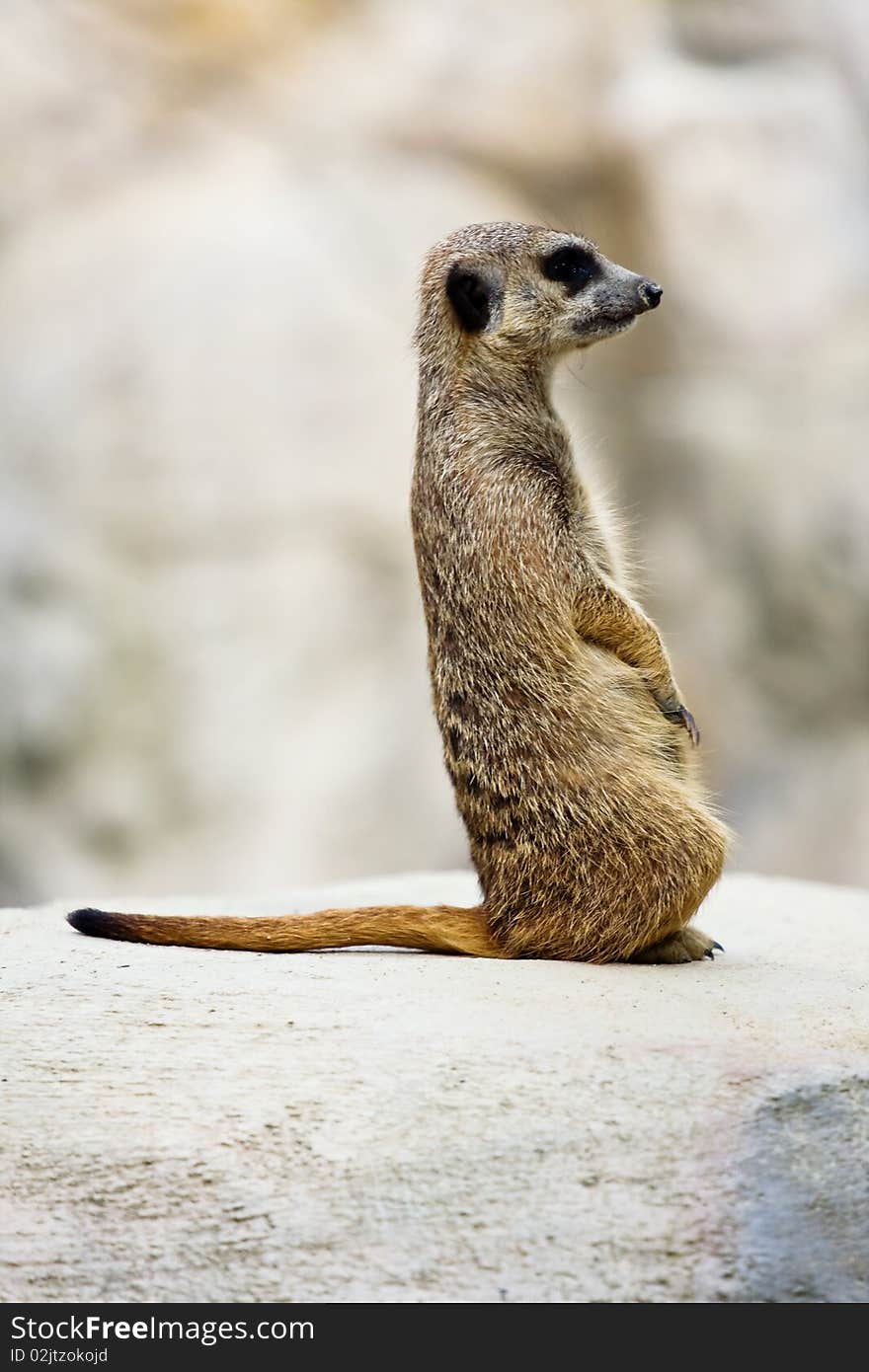 Suricate sitting on the stone