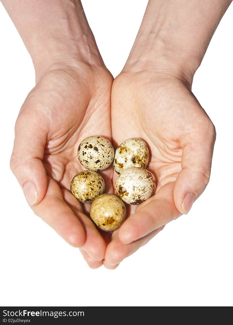 Eggs of a bird in hands