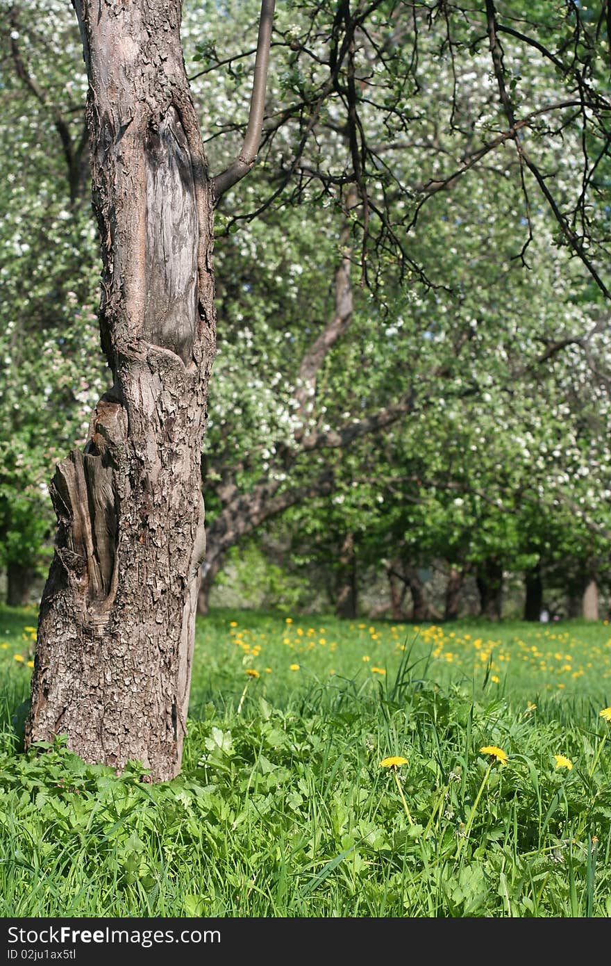 An old tree in the apple orchard.