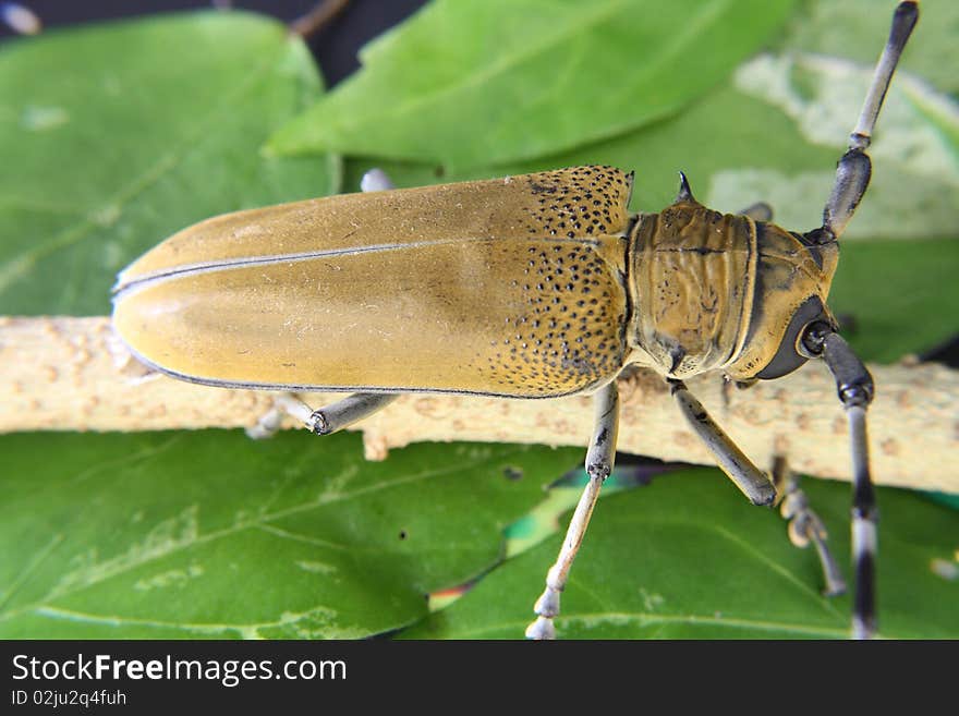 Cerambycidae or longhorn beetle is a common jungle beetle found in Malaysian jungles, as well as other tropical jungles around the world. The family of cerambycidae is estimated to have around 20,000 species.