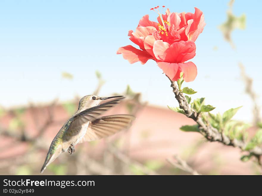 Hummingbird with hawaiian flower