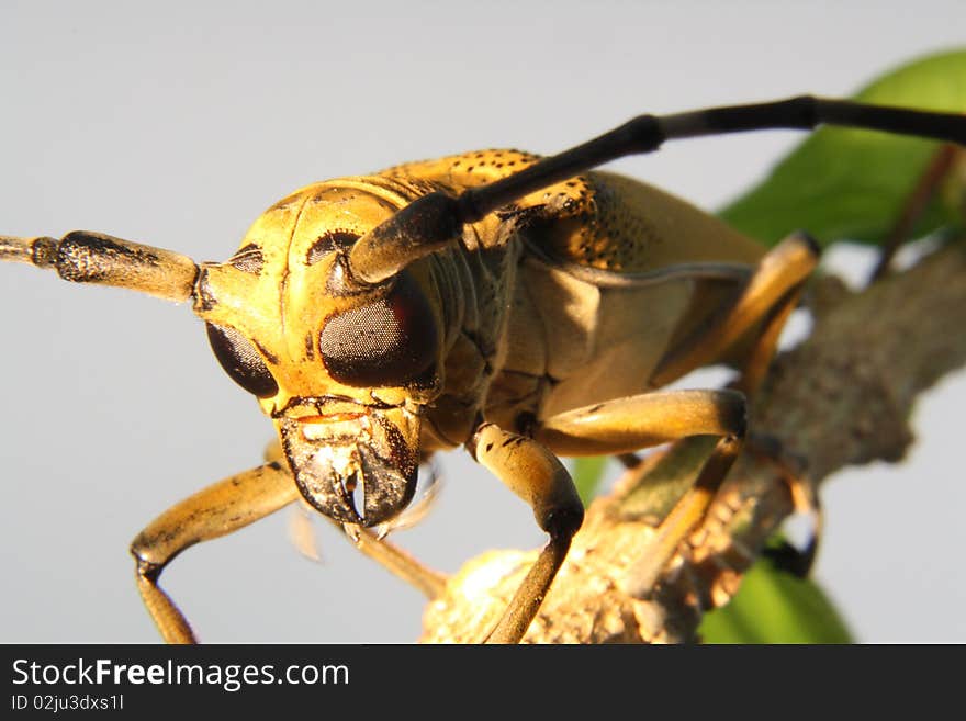 Cerambycidae or longhorn beetle is a common jungle beetle found in Malaysian jungles, as well as other tropical jungles around the world. The family of cerambycidae is estimated to have around 20,000 species.