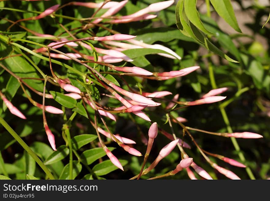 Blooming buds on the bush/the spring flowering