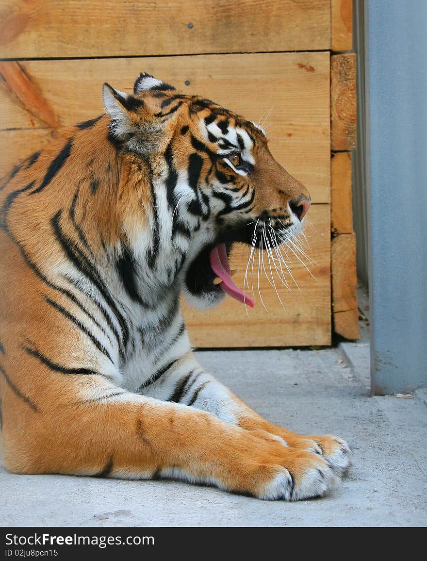 Tiger with open mouth in the aviary