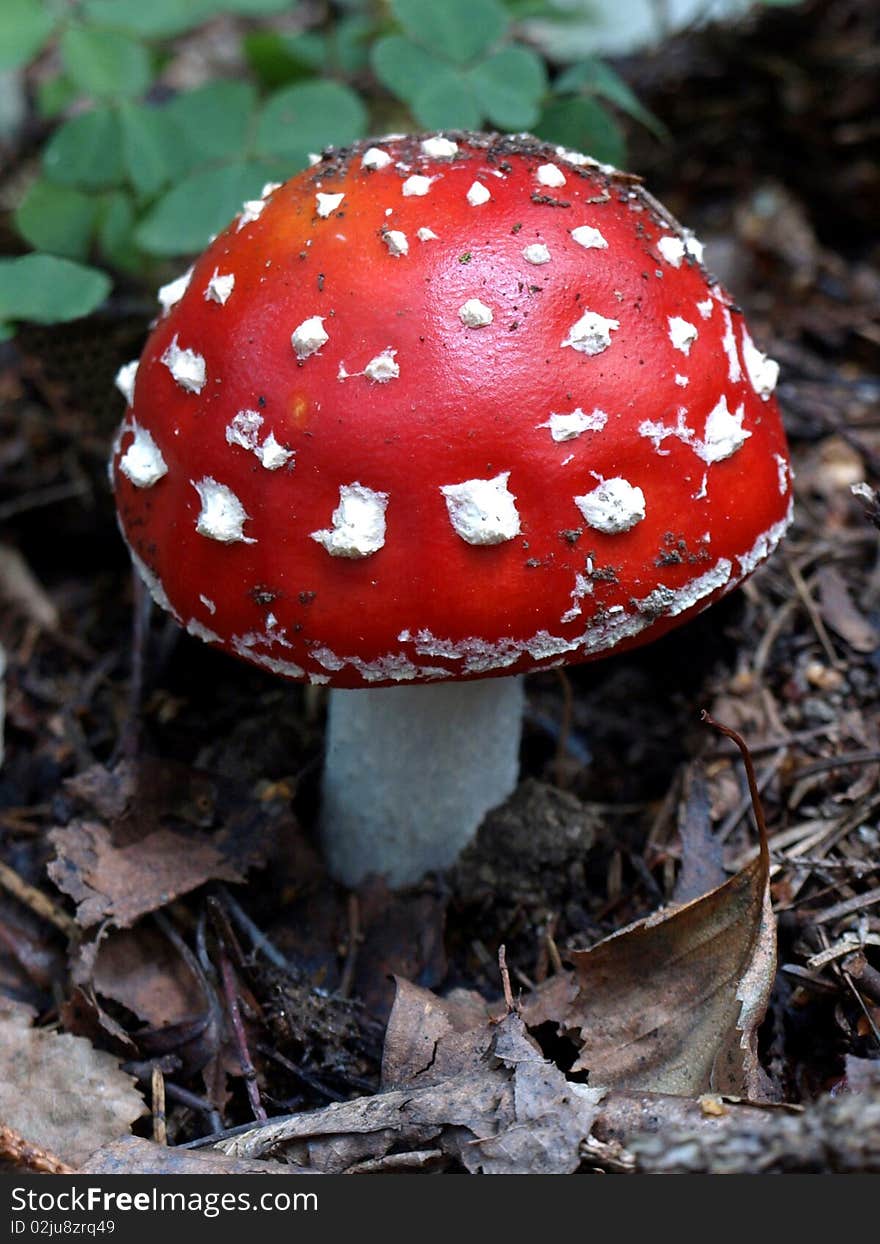 Detail of little toadstool in the forest