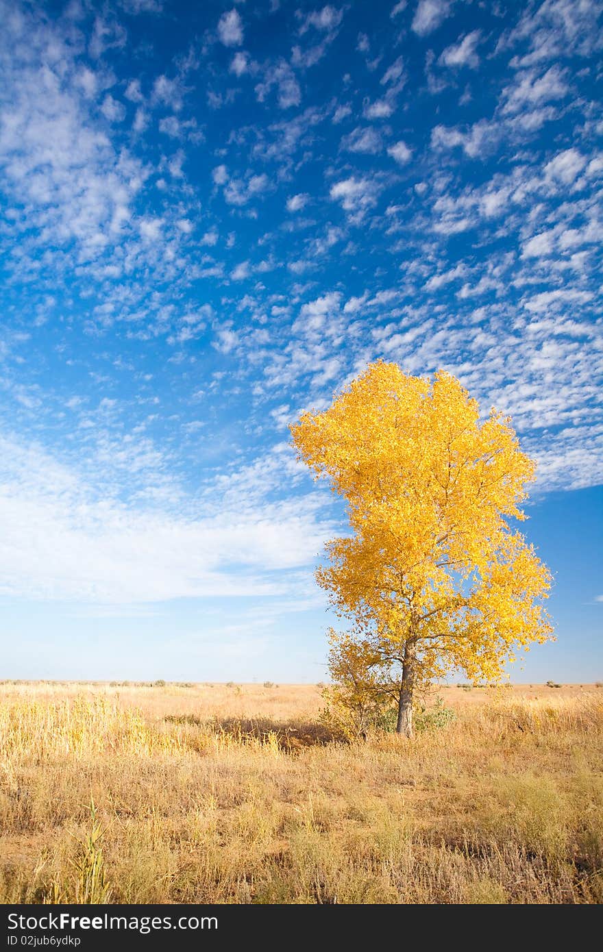 Autumn background with yellow tree