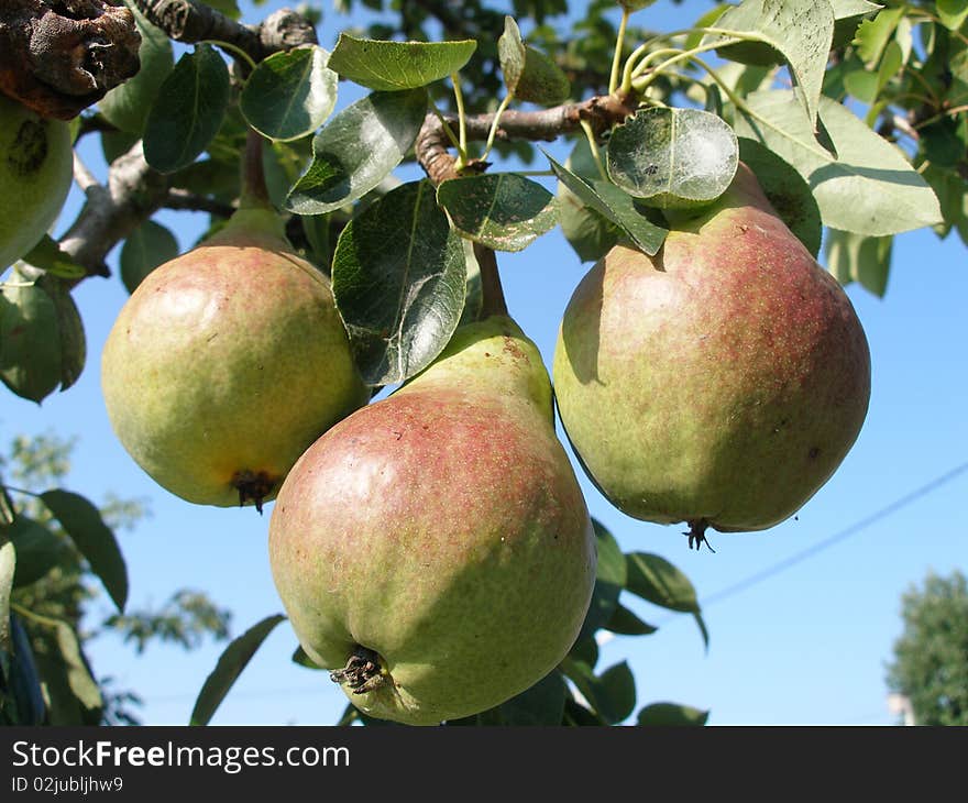 Juicy pears hanging on a green tree