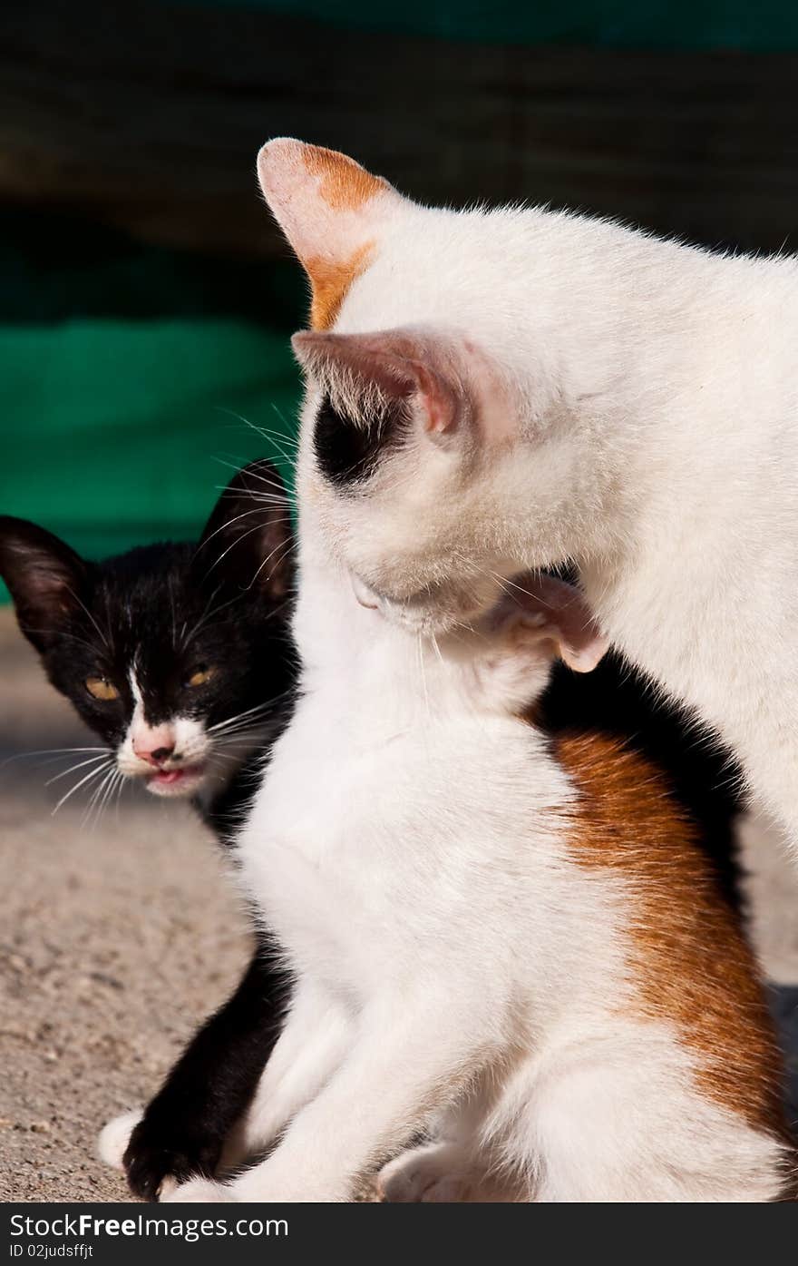 Family of my cat .the black is son. Family of my cat .the black is son.