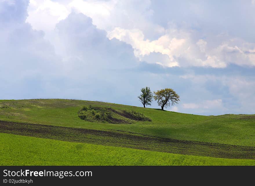 Trees in the field