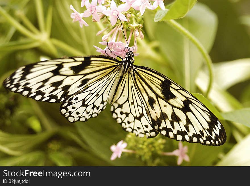 Butterfly Sitting On A Flower