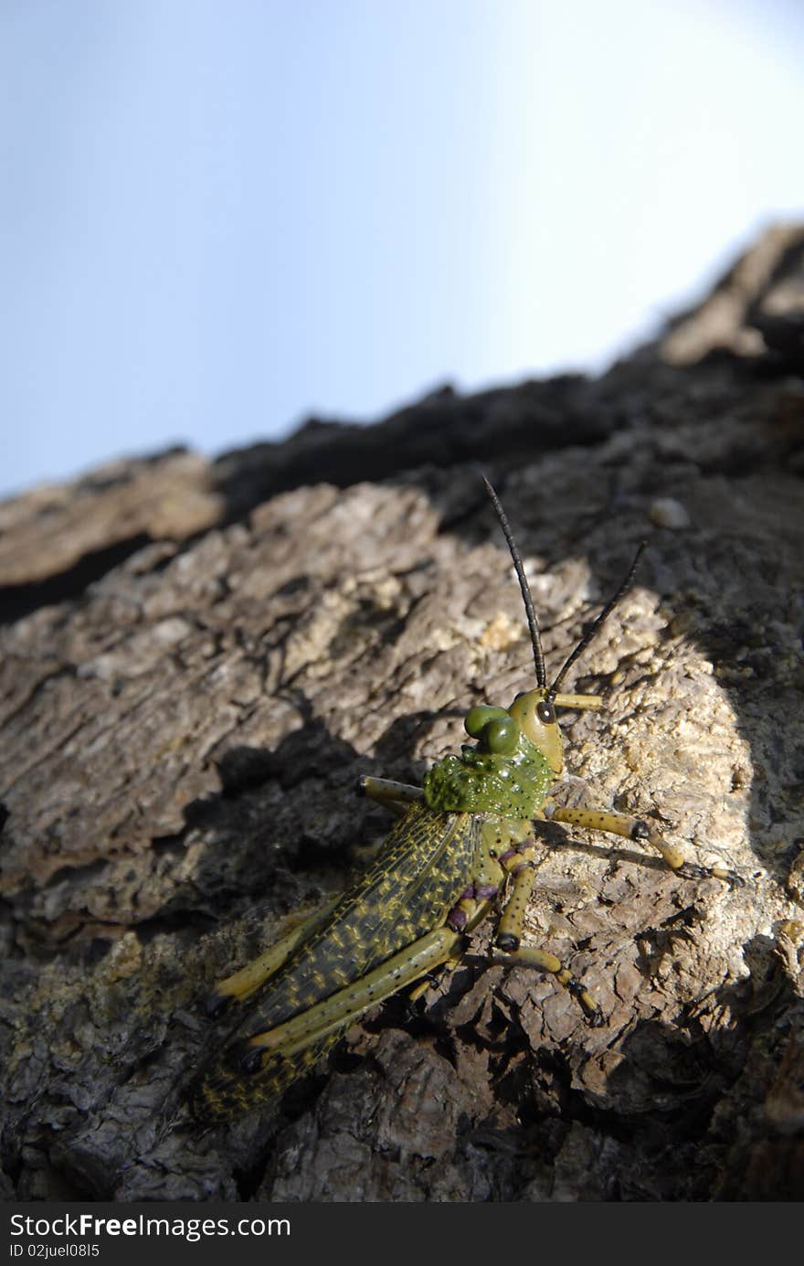 Grasshopper on tree