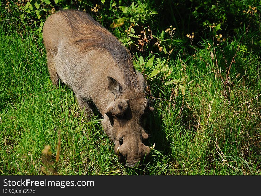 Adult Worthog walking in green grass