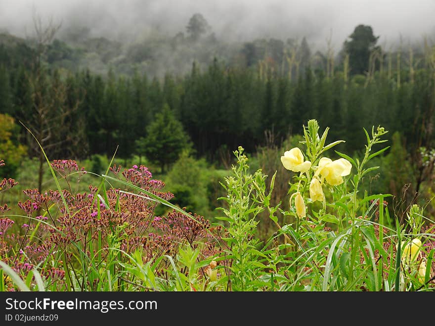 Misty Mountain Morning