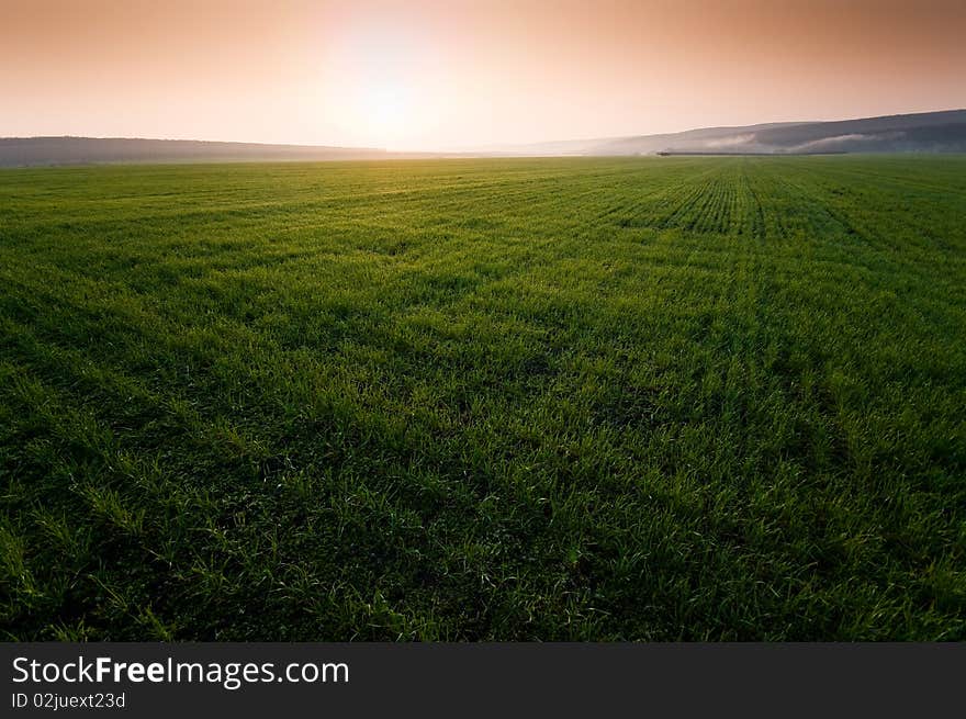 Green field with perfect grass at the morning