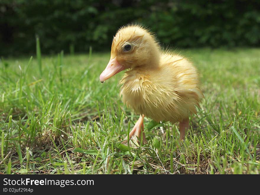 Small duck on background of grass