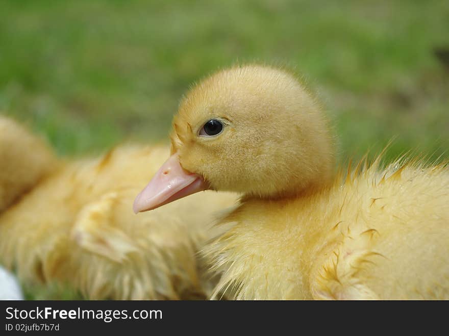 Small duck on background of grass