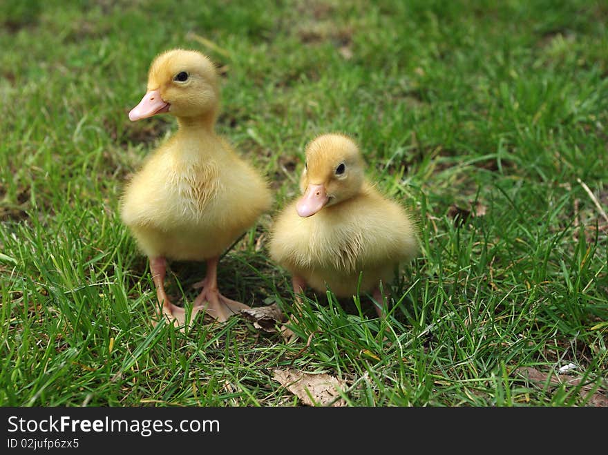 Small ducks on background of grass