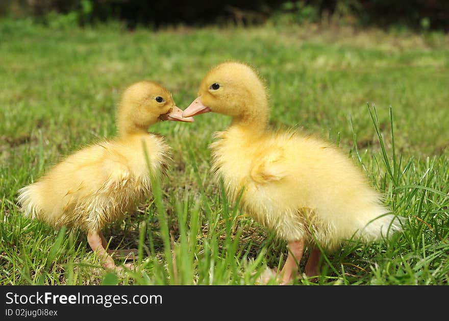 Small ducks on background of grass