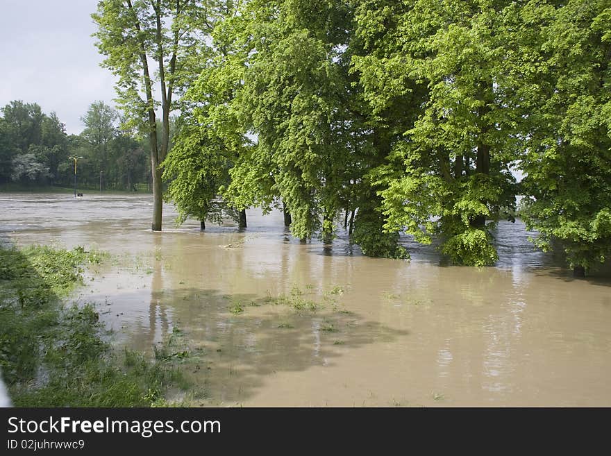 Flooded forest during the floods in Opole