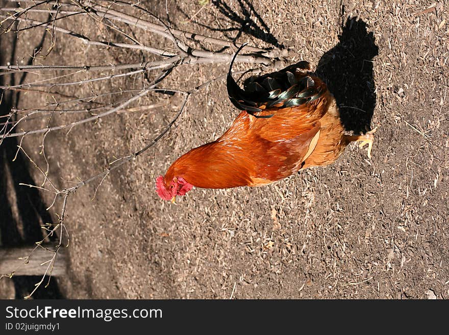 Hen at a farm in summer day