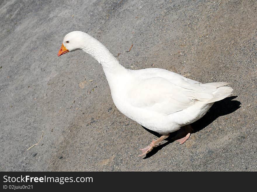 White goose at a farm