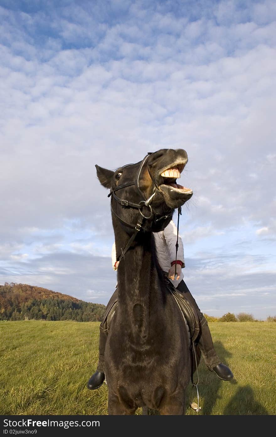 Horsewoman rides amusement brown horse. Horsewoman rides amusement brown horse.