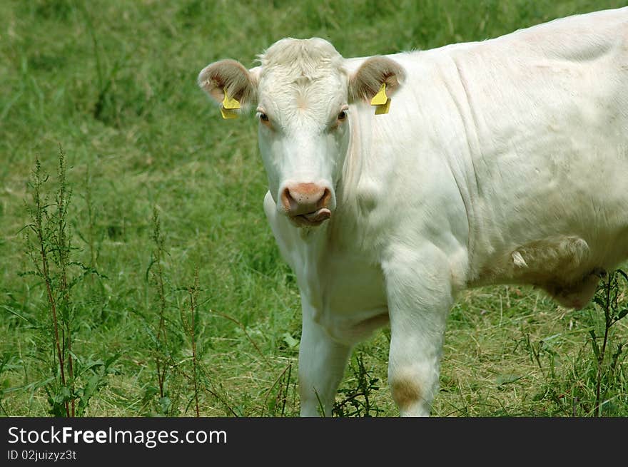 White cow licks his lips after lunch. White cow licks his lips after lunch.