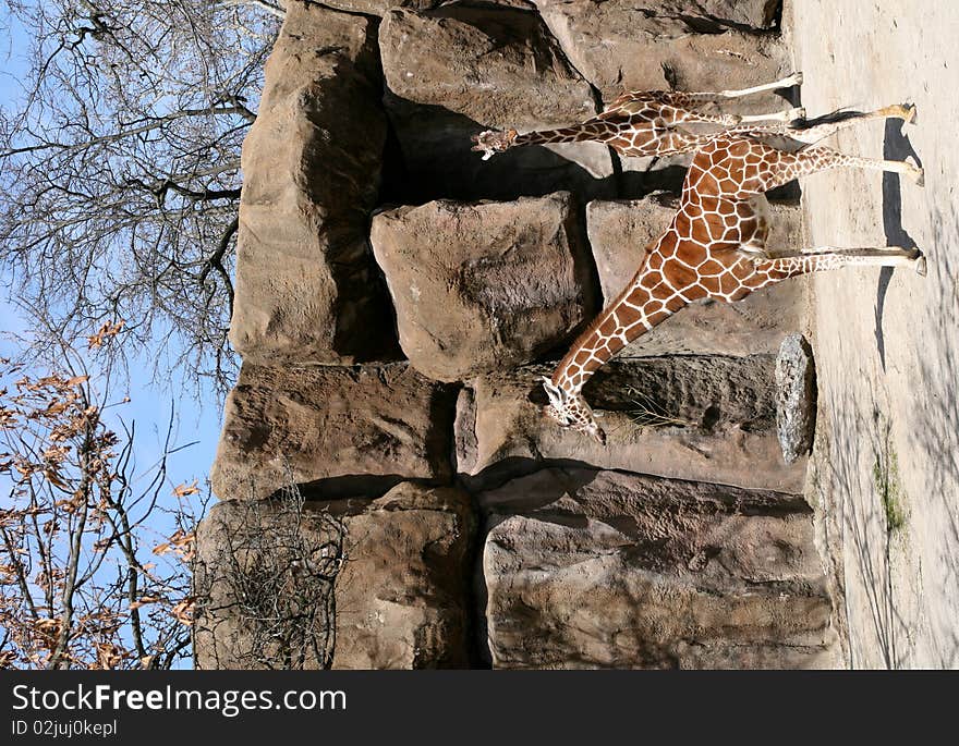 Two giraffes in a zoo