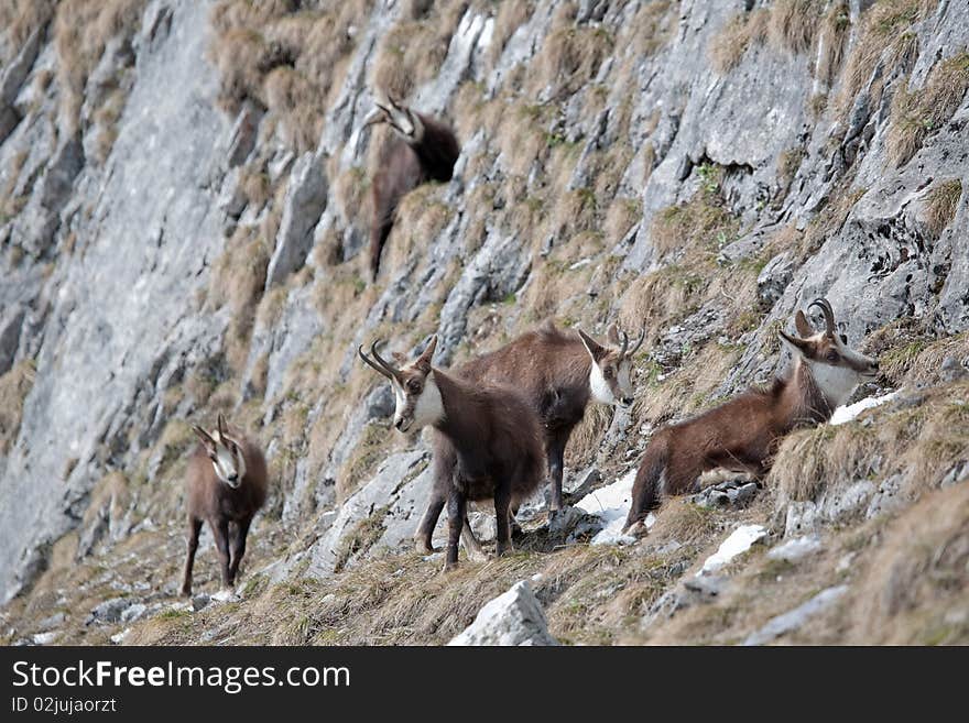 Mountain goats